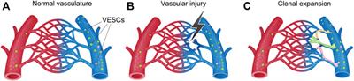 Cellular heterogeneity and stem cells of vascular endothelial cells in blood vessel formation and homeostasis: Insights from single-cell RNA sequencing